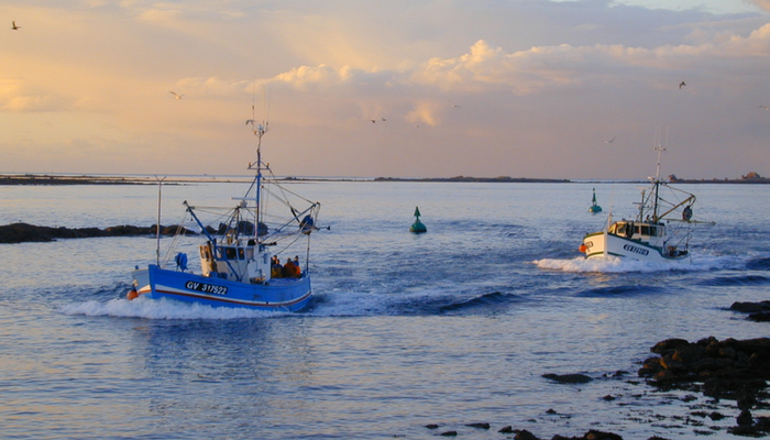 Fish4Ever Sardine Boats returning from another sustainable fish